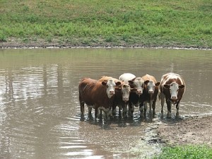 watering hole for cows