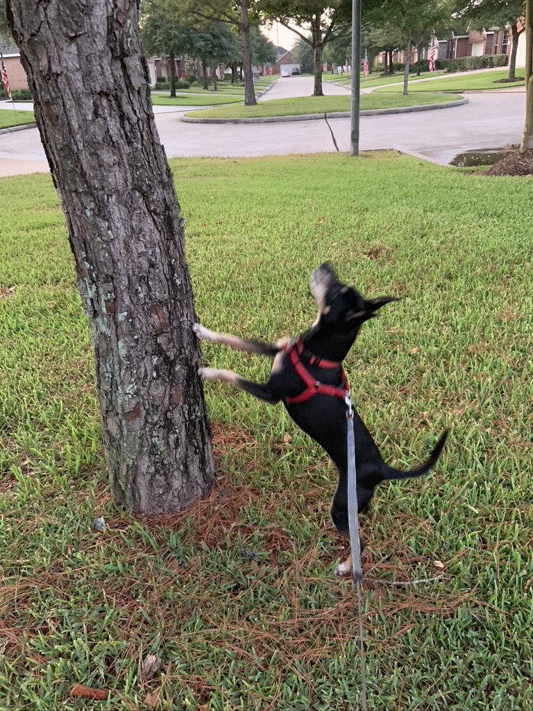 Fargo Thinks He Can Climb the Tree