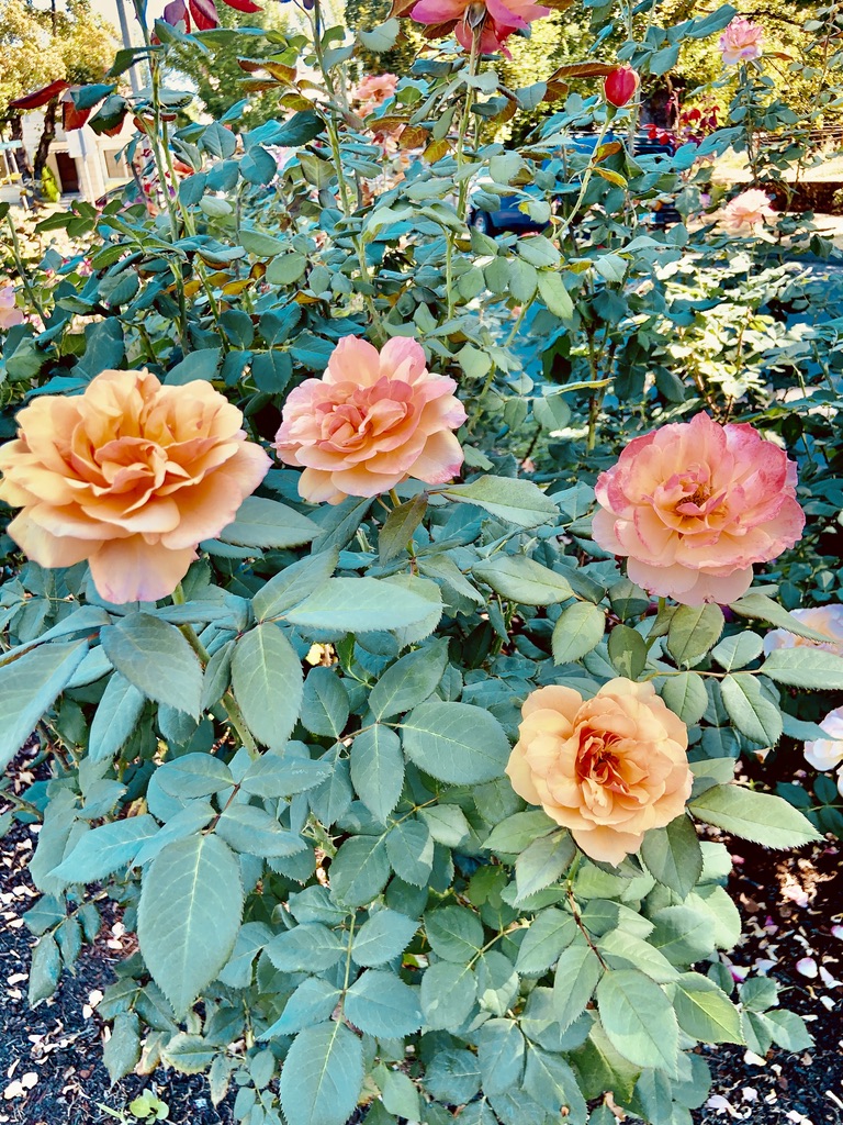 Portland, Oregon, City of Roses
