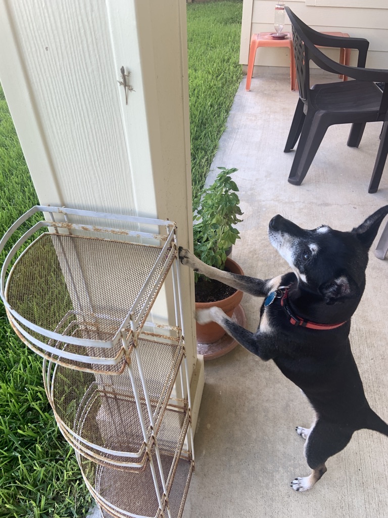 Ruth Glover's Dog Fargo Checking Out a Gecko