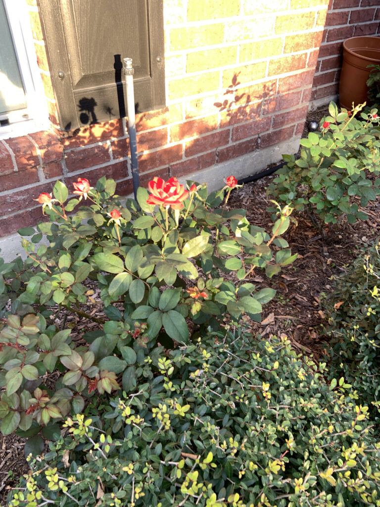 Roses in Ruth Glovers Garden