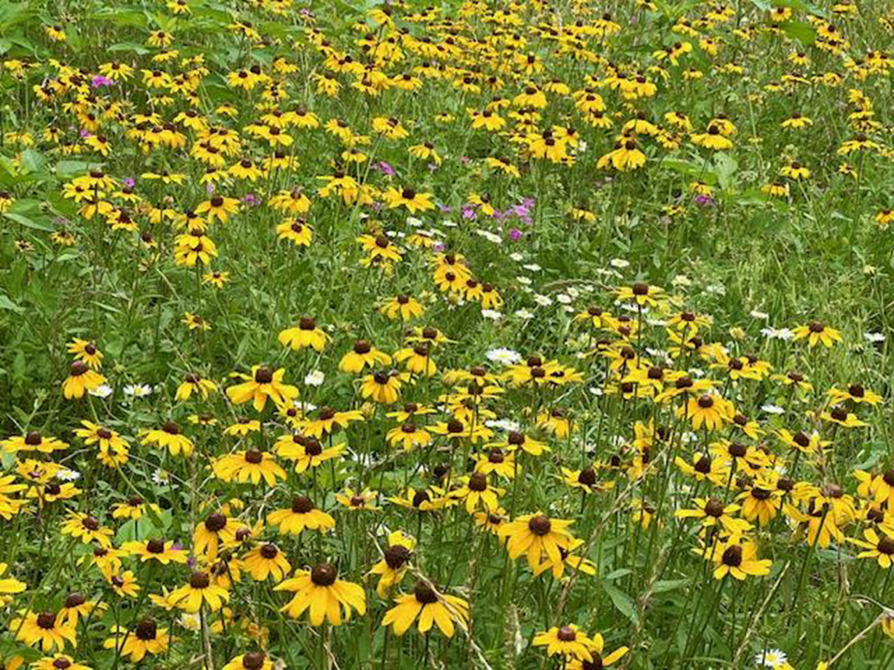 Field of Black-Eyed Susans in Texas
