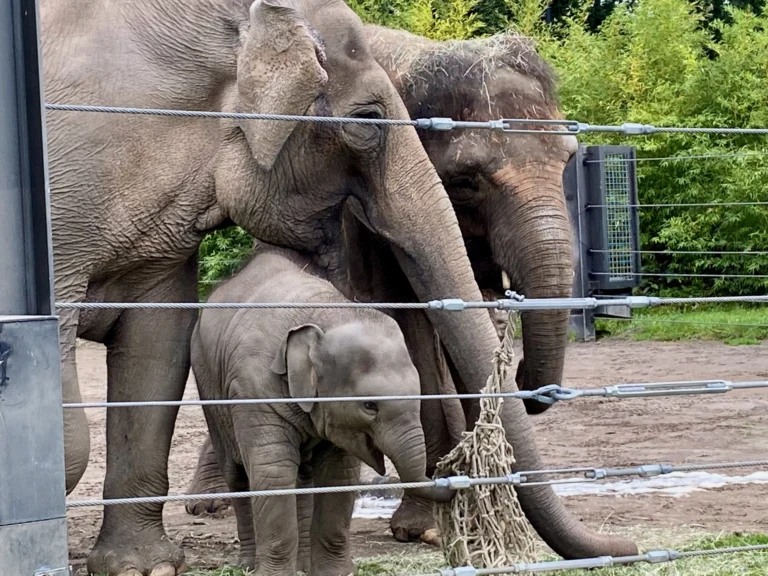 Elephant Family at Portland Zoo