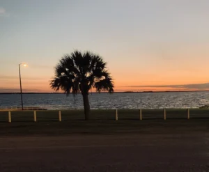 View of Matagorda Bay, Palacios, Texas with Lone Palm Tree in Foreground