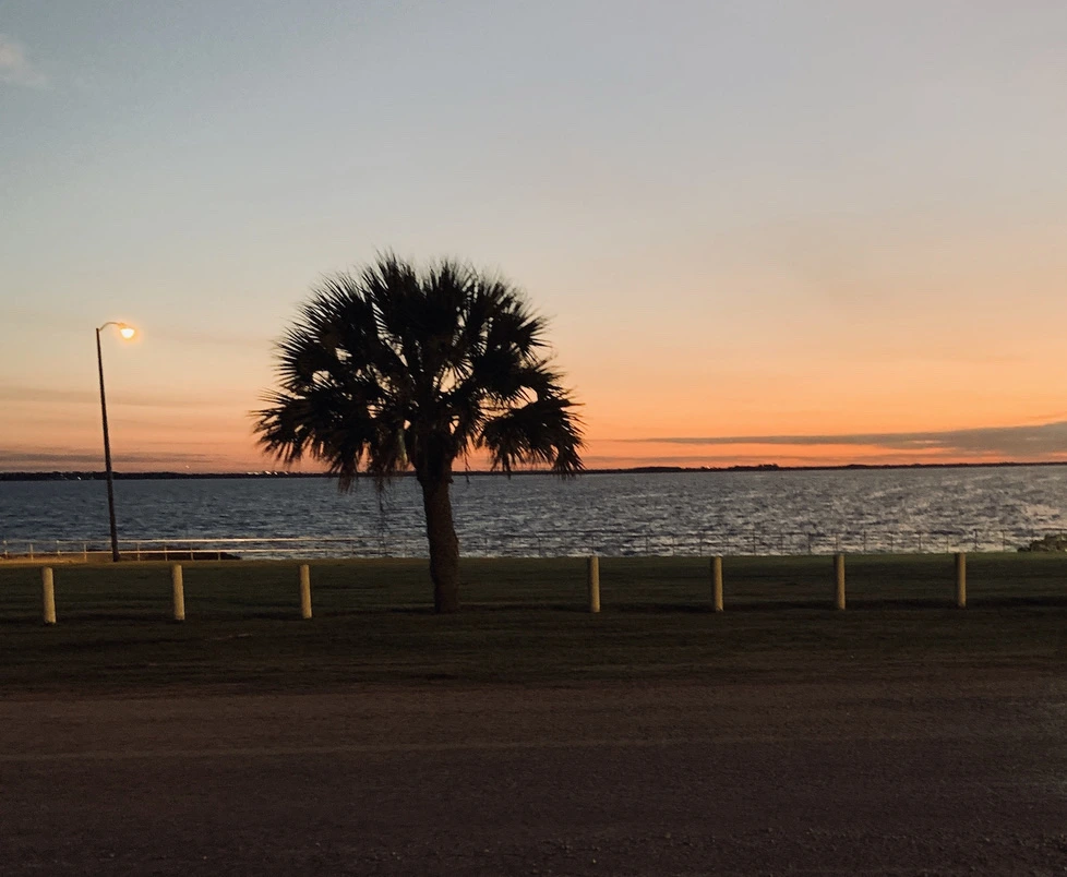 View of Matagorda Bay, Palacios, Texas with Lone Palm Tree in Foreground