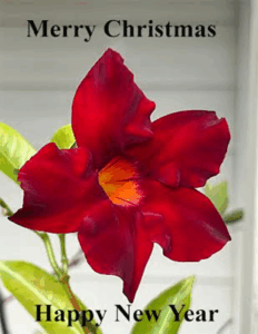 Mandevilla for The Holidays