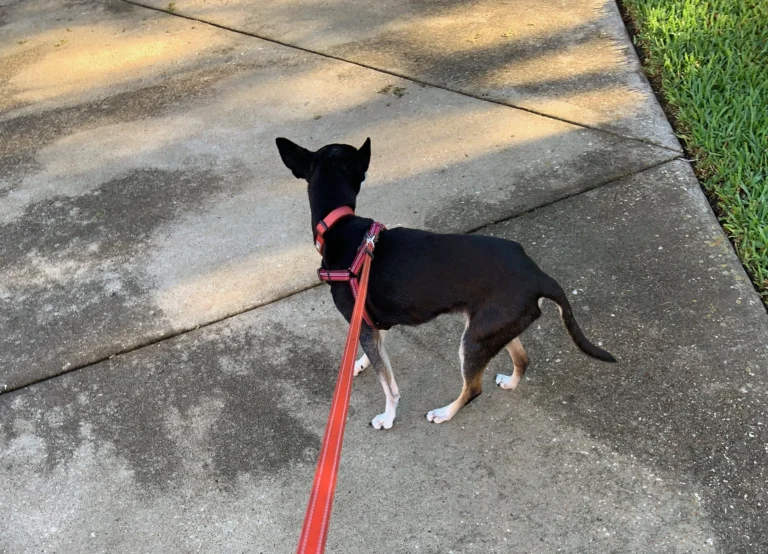 Fargo Glover on a leash out for one of his walks.