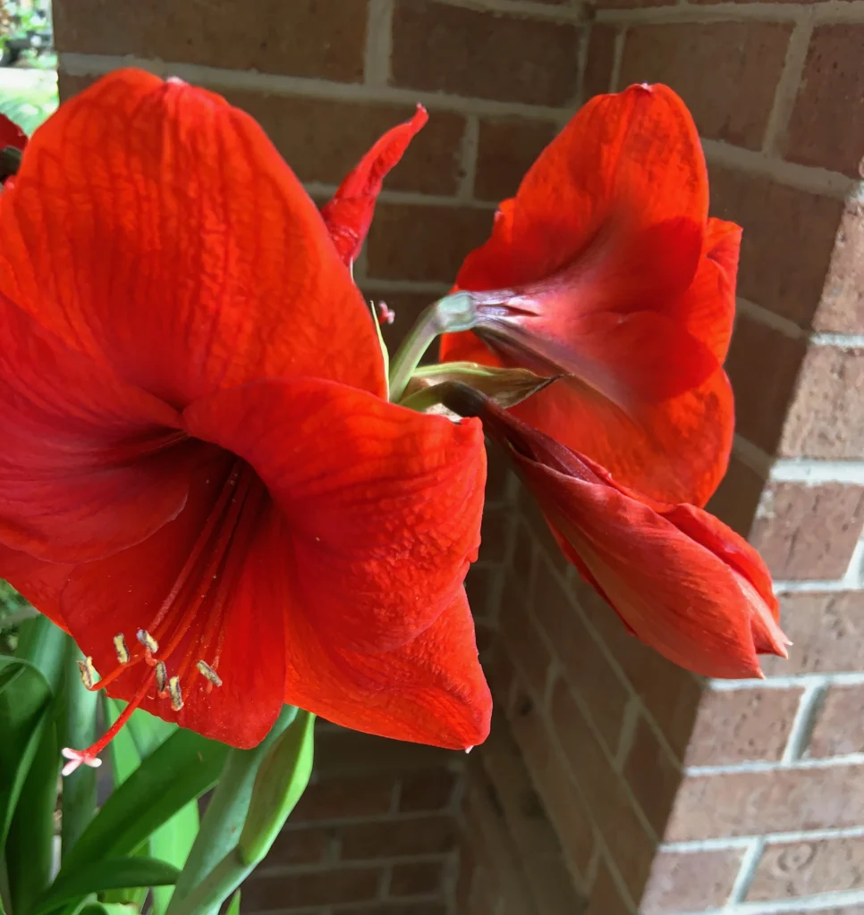 Red amaryllis in bloom