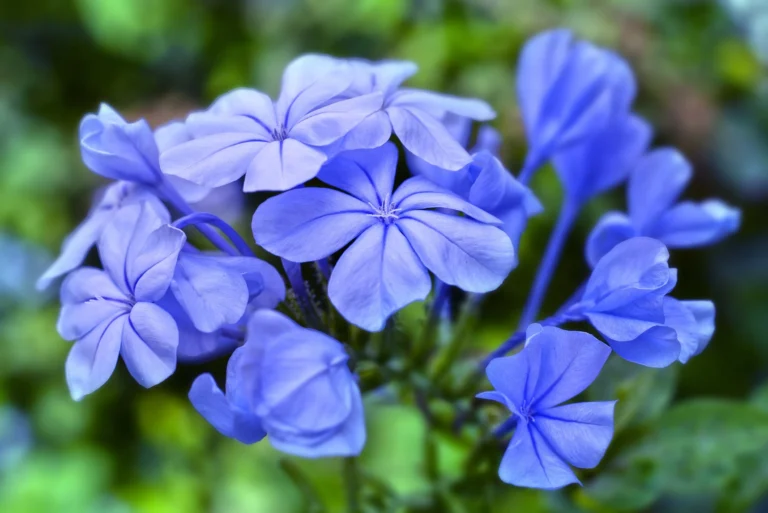 Blue Flowers Image by Moussa Idrisi.