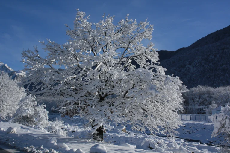 Tree in winter photo by Feyruz Aslanov