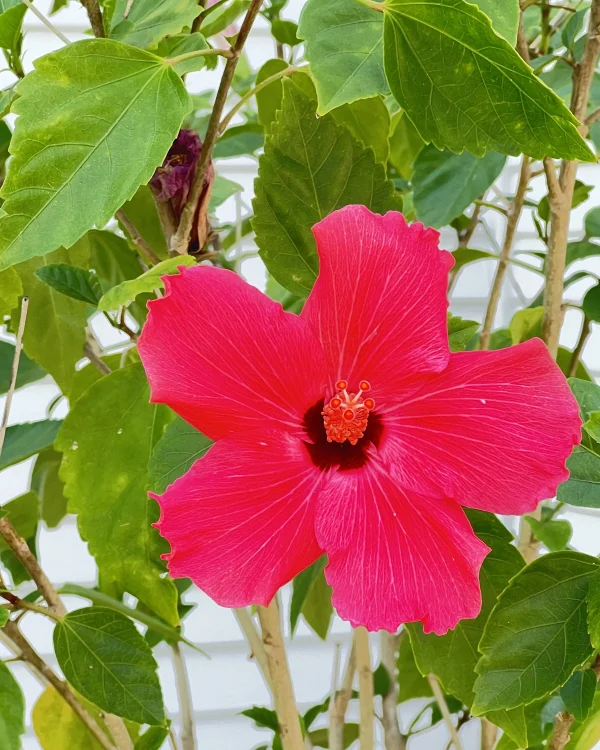 Hibiscus in Flower Outside the Front Door of St. Mary and Joseph Catholic Church near Plantersville, TX