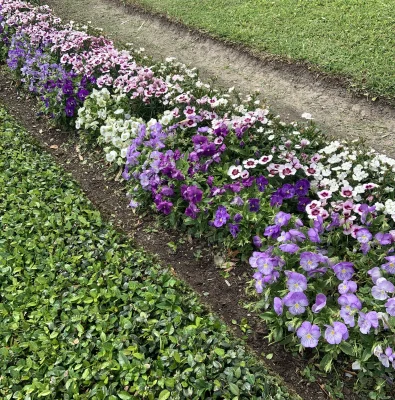 Row of multicolor spring flowers